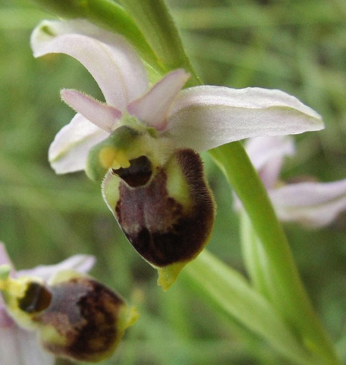 Ophrys holosericea subsp. tetraloniae?